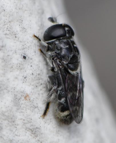 Eumerus obliquus